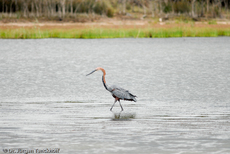 Purpurreiher (3 von 12).jpg